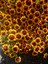 Siyah Gözlü Susan (Rudbeckia Hirta) Saksıda – Yaz Boyu Çiçek Açan Balkon & Bahçe Çiçeği 2