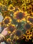 Siyah Gözlü Susan (Rudbeckia Hirta) Saksıda – Yaz Boyu Çiçek Açan Balkon & Bahçe Çiçeği 3