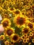 Siyah Gözlü Susan (Rudbeckia Hirta) Saksıda – Yaz Boyu Çiçek Açan Balkon & Bahçe Çiçeği 4