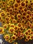 Siyah Gözlü Susan (Rudbeckia Hirta) Saksıda – Yaz Boyu Çiçek Açan Balkon & Bahçe Çiçeği 5