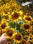 Siyah Gözlü Susan (Rudbeckia Hirta) Saksıda – Yaz Boyu Çiçek Açan Balkon & Bahçe Çiçeği 6