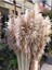 Elite Naturel Pampas 20 Adet 1 Adet 1