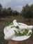 Hatay Yöresel Örgü Peyniri 1kg 1