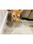 Kedi Oyuncak Topu THN5793409 8
