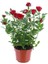 Yediveren Kırmızı Gül Fidanı 1 Adet 30-50 cm Yediveren Red Rose 1