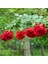 Yediveren Kırmızı Gül Fidanı 1 Adet 30-50 cm Yediveren Red Rose 2