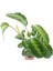 Calathea Warscewiczii Fidanı 10-20 cm 2