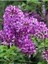 Leylak Fidanı (Syringa Chinensis ) 50-100 cm 2 Adet 1