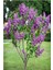 Leylak Fidanı (Syringa Chinensis ) 50-100 cm 2 Adet 2