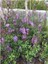 Leylak Fidanı (Syringa Chinensis ) 50-100 cm 2 Adet 3