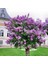 Leylak Fidanı (Syringa Chinensis ) 50-100 cm 2 Adet 4
