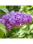 Leylak Fidanı (Syringa Chinensis ) 50-100 cm 2 Adet 5