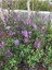 Leylak Fidanı (Syringa Chinensis ) 2 Adet 30-60 cm 2