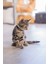 Yavru Kedi Tasma 16-23CM*10MM Sarı Sptgl 3