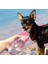 Taşınabilir Köpek Su Matarası 2