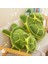50CM Deniz Kaplumbağası Peluş Oyuncak Bebek Yastık Hediye (Yurt Dışından) 3