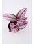 Tradescantia Nanouk Telgraf Çiçeği Fidanı 10-20 cm Pembe 2
