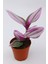 Tradescantia Nanouk Telgraf Çiçeği Fidanı 10-20 cm Pembe 3