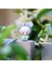 Sınırlı Bürse Pop Bean Sevimli Mini Figürleri Avustralya Koala Set Dimoo Anime Figürinler Kuyruk ve Krybaby Bebek Hediyescolor: Pucky Oyun Kartı (Yurt Dışından) 1