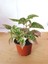 Fittonia Hypoestes Bitkisi 1