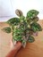 Fittonia Hypoestes Bitkisi 2