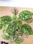 Fittonia Hypoestes Bitkisi 3