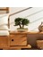 Seramik Saksıda Bonsai Ağacı | 100% Doğal, Bakım Gerektirmeyen Juniper Bitkisi | 25 cm Doğal Masa Üstü Dekor 1