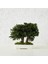 Seramik Saksıda Bonsai Ağacı | 100% Doğal, Bakım Gerektirmeyen Juniper Bitkisi | 25 cm Doğal Masa Üstü Dekor 2