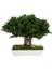 Seramik Saksıda Bonsai Ağacı | 100% Doğal, Bakım Gerektirmeyen Juniper Bitkisi | 25 cm Doğal Masa Üstü Dekor 3