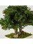 Seramik Saksıda Bonsai Ağacı | 100% Doğal, Bakım Gerektirmeyen Juniper Bitkisi | 25 cm Doğal Masa Üstü Dekor 4