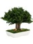 Seramik Saksıda Bonsai Ağacı | 100% Doğal, Bakım Gerektirmeyen Juniper Bitkisi | 25 cm Doğal Masa Üstü Dekor 5