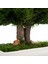 Seramik Saksıda Bonsai Ağacı | 100% Doğal, Bakım Gerektirmeyen Juniper Bitkisi | 25 cm Doğal Masa Üstü Dekor 6
