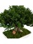 Seramik Saksıda Bonsai Ağacı | 100% Doğal, Bakım Gerektirmeyen Juniper Bitkisi | 25 cm Doğal Masa Üstü Dekor 7