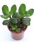 Thebestonline Para Ağacı Çiçeği Yeşim Bitkisi Orta Boy Crassula Ovata 1