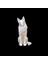 Elite Swiss Shepherd 1 Adet 1