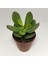 Thebestonline Para Ağacı Çiçeği Yeşim Bitkisi Mini Crassula Ovata 1