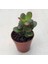 Thebestonline Para Ağacı Çiçeği Yeşim Bitkisi Mini Crassula Ovata 2