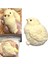 Elite Civciv Squishy Yeni Nesil Oyuncak Jel Sukuşi Yumuşak Soft Animals / Squishy Oyuncak / Yüksek Kalite 1 Adet 3