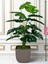 Yapay Ağaç Monstera Deve Tabanı Bitkisi 18 Yaprak 75CM Plastik Saksıda Yapay Salon Çiçeği Hediyelik 3