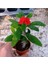 Euphorbia Milii, Dikenler Tacı, Koyu Pembe Çiçek Açan 10-20 cm 2