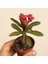 Euphorbia Milii, Dikenler Tacı, Koyu Pembe Çiçek Açan 10-20 cm 3