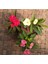 Euphorbia Milii, Dikenler Tacı, Koyu Pembe Çiçek Açan 10-20 cm 4