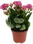 Kalanchoe Çiçeği Kalanşo Çiçeği Bitki Ev Ofis Bitkisi 10-20 cm 1