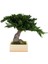 Bakım Gerektirmeyen El Yapımı Juniper Bonsai | 31 cm Doğal Dekoratif Masa Üstü Ağaç | Zen & Minimalist Stil 2