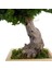 Bakım Gerektirmeyen El Yapımı Juniper Bonsai | 31 cm Doğal Dekoratif Masa Üstü Ağaç | Zen & Minimalist Stil 8