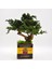 Bakım Gerektirmeyen El Yapımı Bonsai | Turp Desenli Vintage Seramik Saksıda | Doğal Dekoratif Ağaç | Zen & Country Stil Masaüstü Süs 1