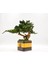 Bakım Gerektirmeyen El Yapımı Bonsai | Turp Desenli Vintage Seramik Saksıda | Doğal Dekoratif Ağaç | Zen & Country Stil Masaüstü Süs 3