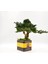 Bakım Gerektirmeyen El Yapımı Bonsai | Turp Desenli Vintage Seramik Saksıda | Doğal Dekoratif Ağaç | Zen & Country Stil Masaüstü Süs 5