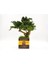 Bakım Gerektirmeyen El Yapımı Bonsai | Turp Desenli Vintage Seramik Saksıda | Doğal Dekoratif Ağaç | Zen & Country Stil Masaüstü Süs 6