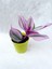 Çok Avantajlı Serada Decor&plant Pembe Telgraf Çiçeği Tradescantia Nanouk 5.5 cm Saksı 1
